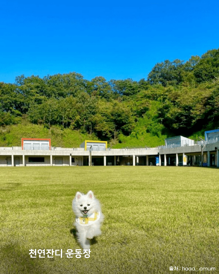 강아지숲