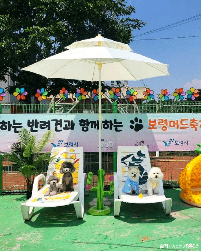 보령 머드축제
