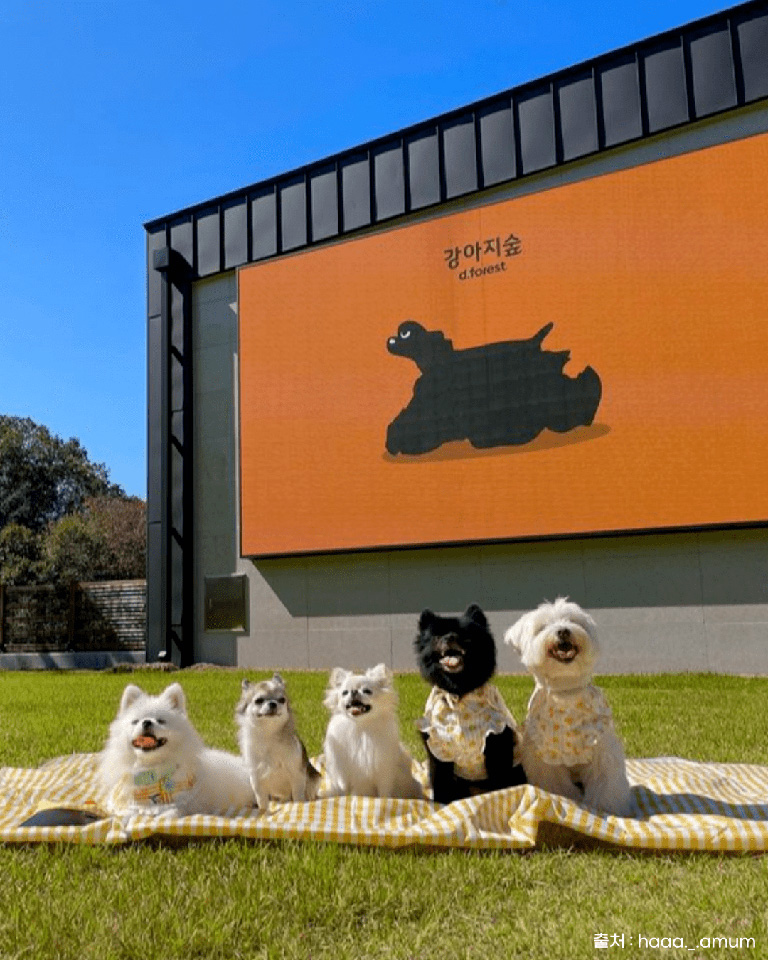 강아지숲