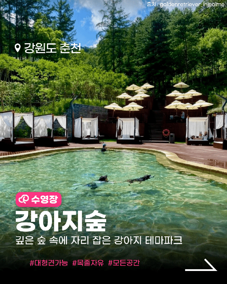 강아지숲