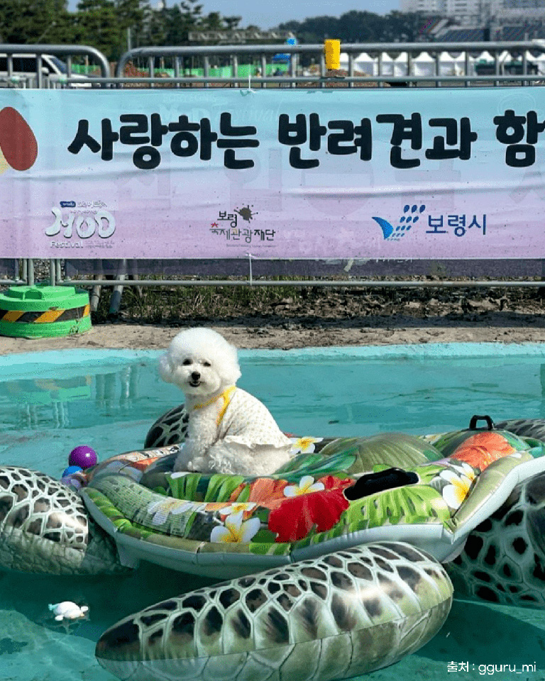 보령 머드축제
