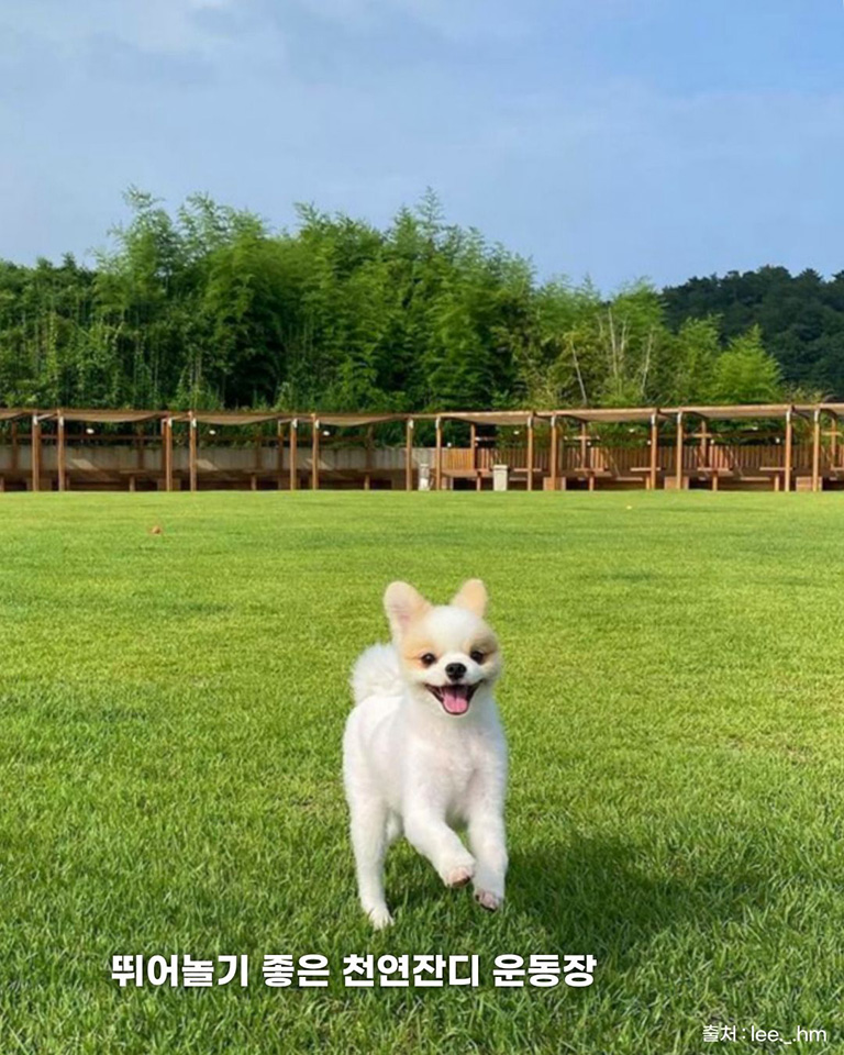개들랜드