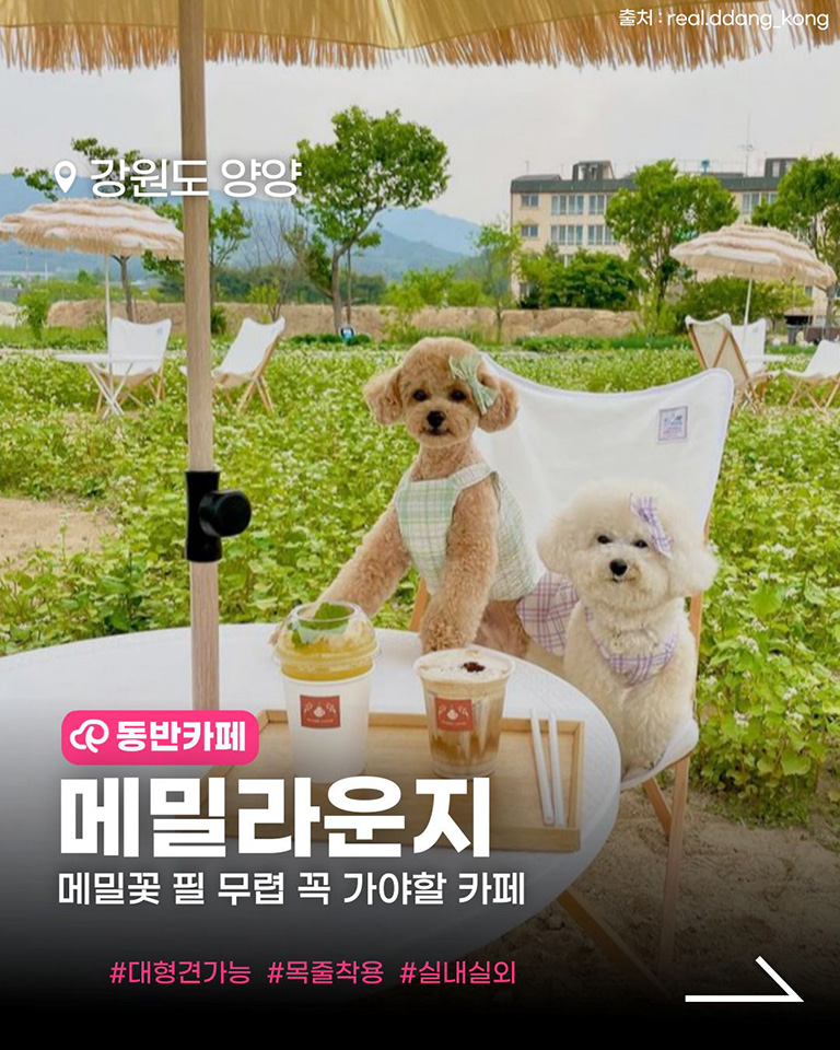 메밀라운지
