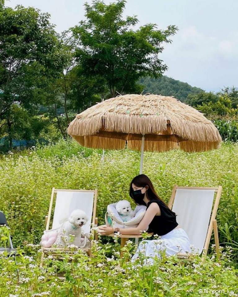 메밀라운지