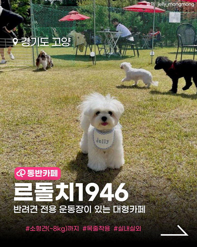르돌치1946