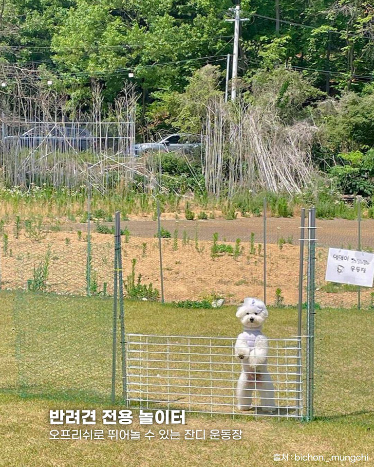 르돌치1946