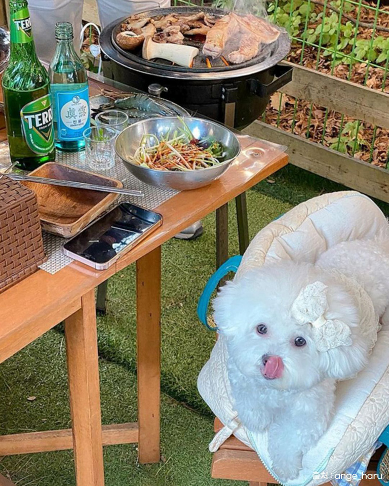 개똥치는사람들