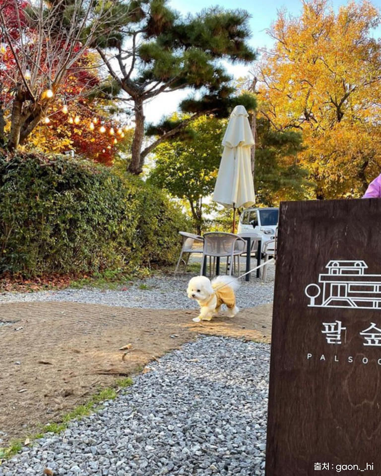 팔숲