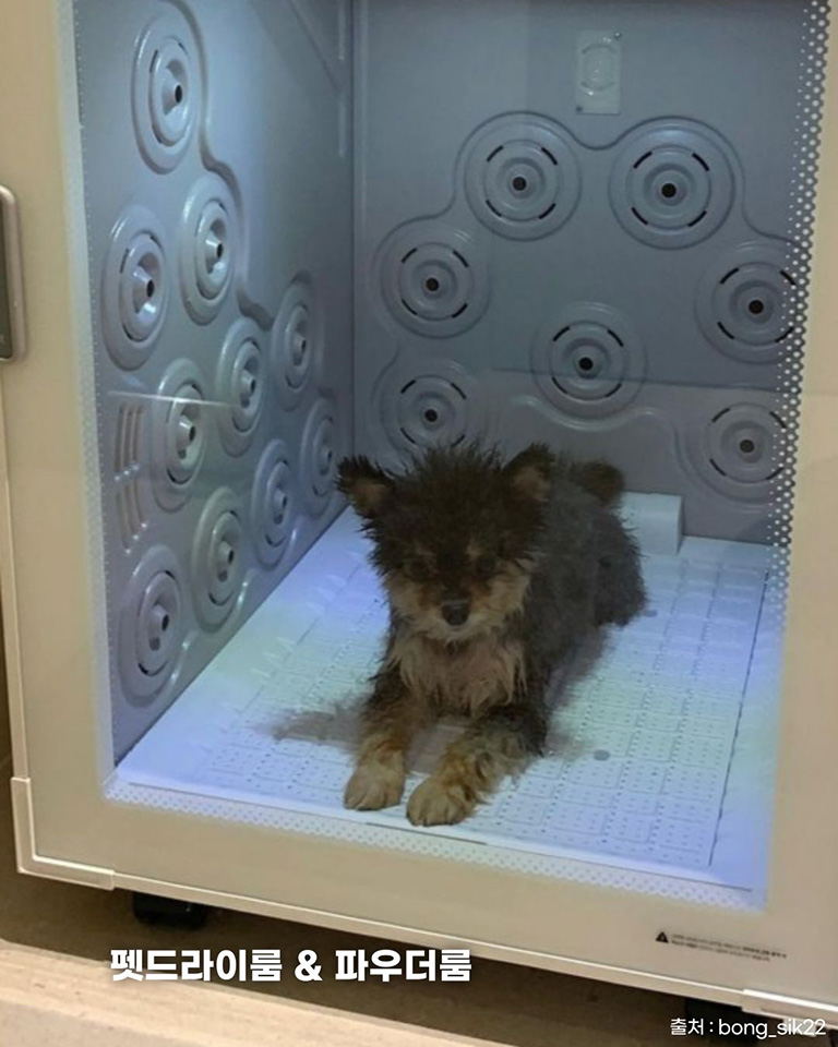 보타닉풀