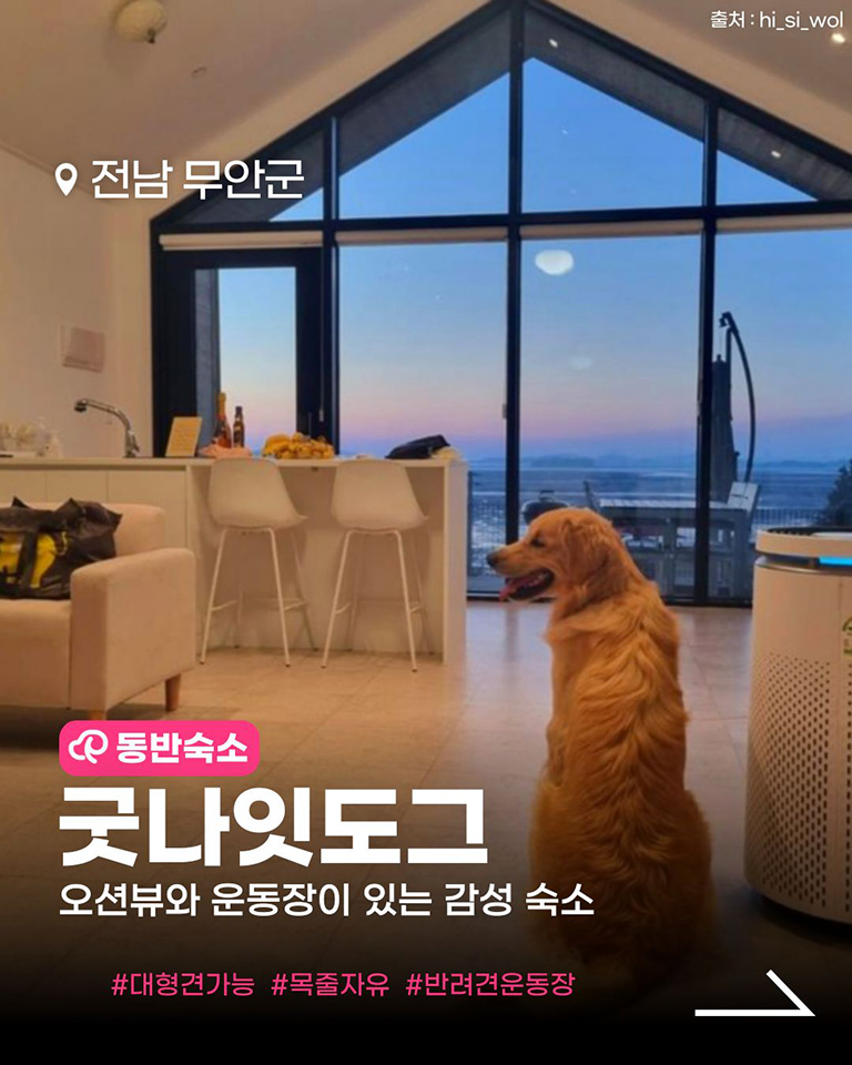 굿나잇도그