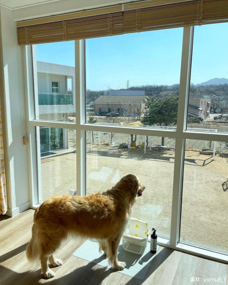 설악의정원애견펜션