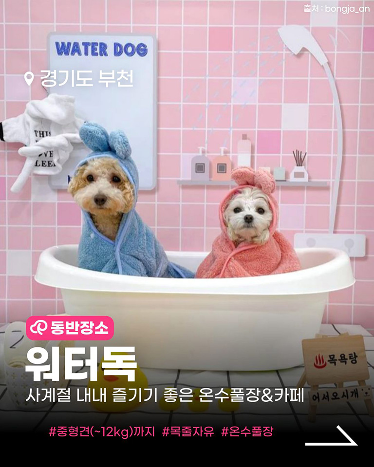 워터독