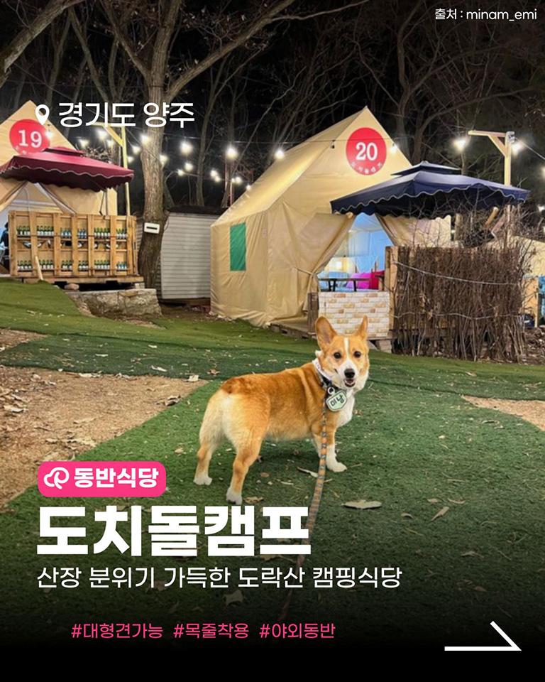 도치돌캠프