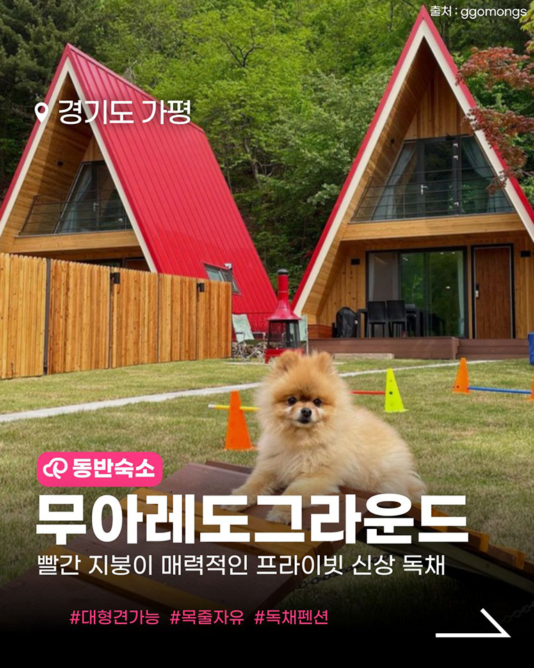 무아레도그라운드