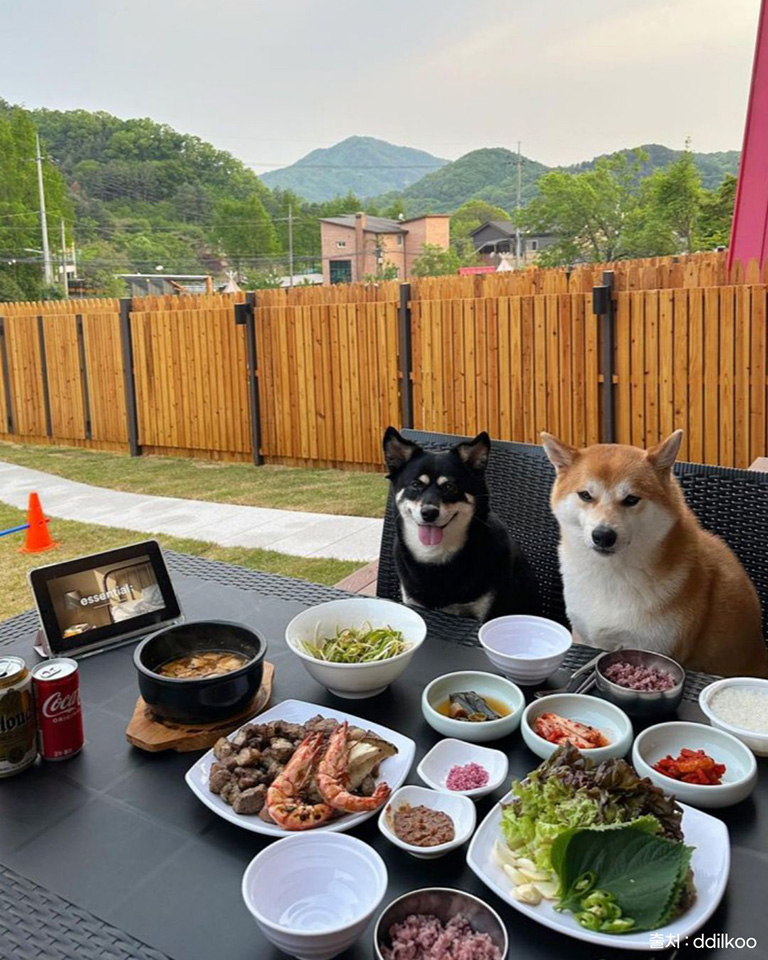 무아레도그라운드