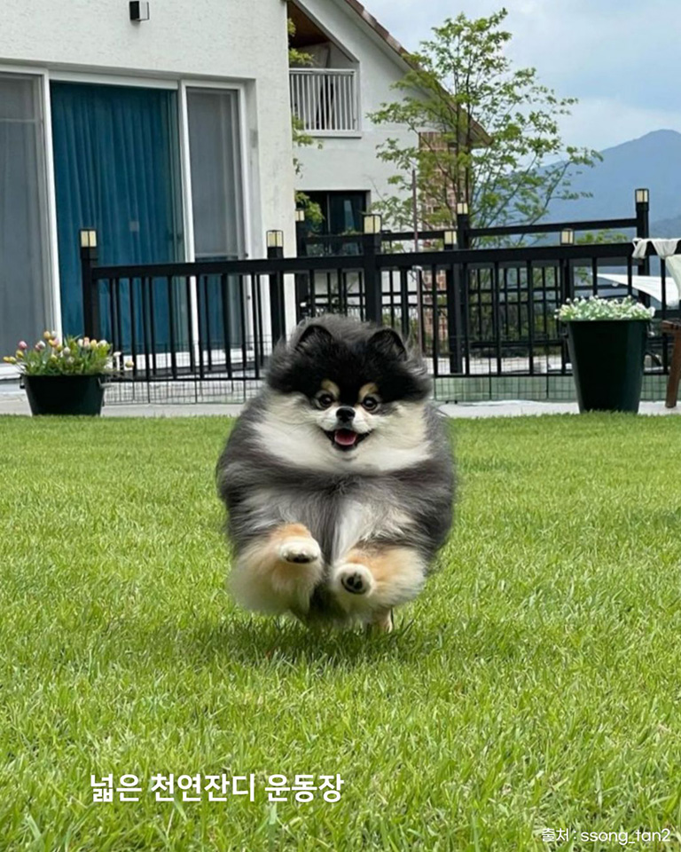 개댁