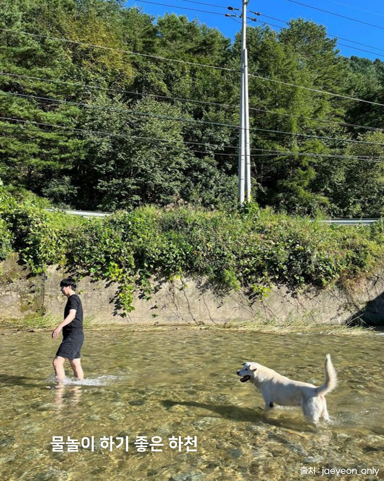 스테이위드독