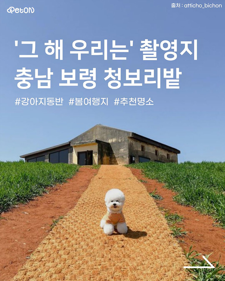 보령청보리밭