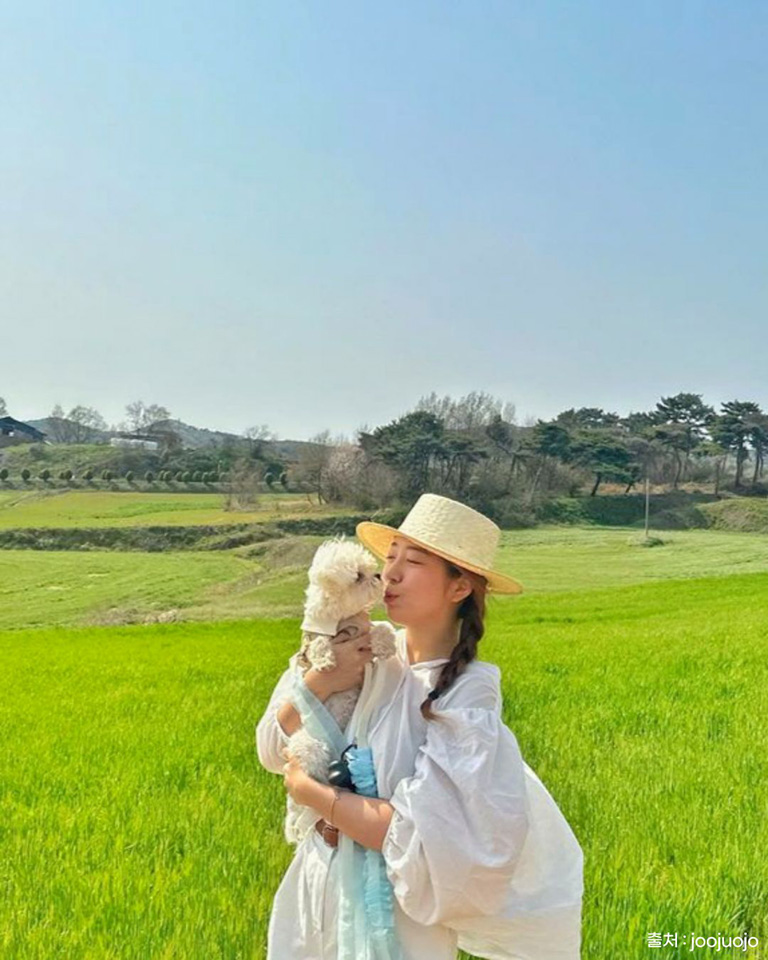 보령청보리밭