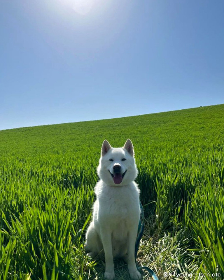 보령청보리밭